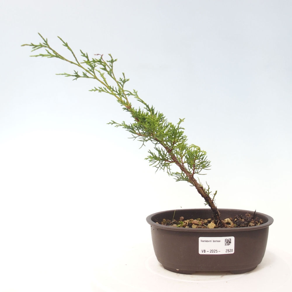 Kültéri bonsai - Juniperus chinensis Itoigawa