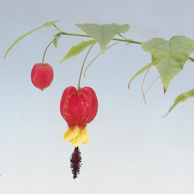 Beltéri bonsai - Abutilon Big Bell - Felhőbogyó