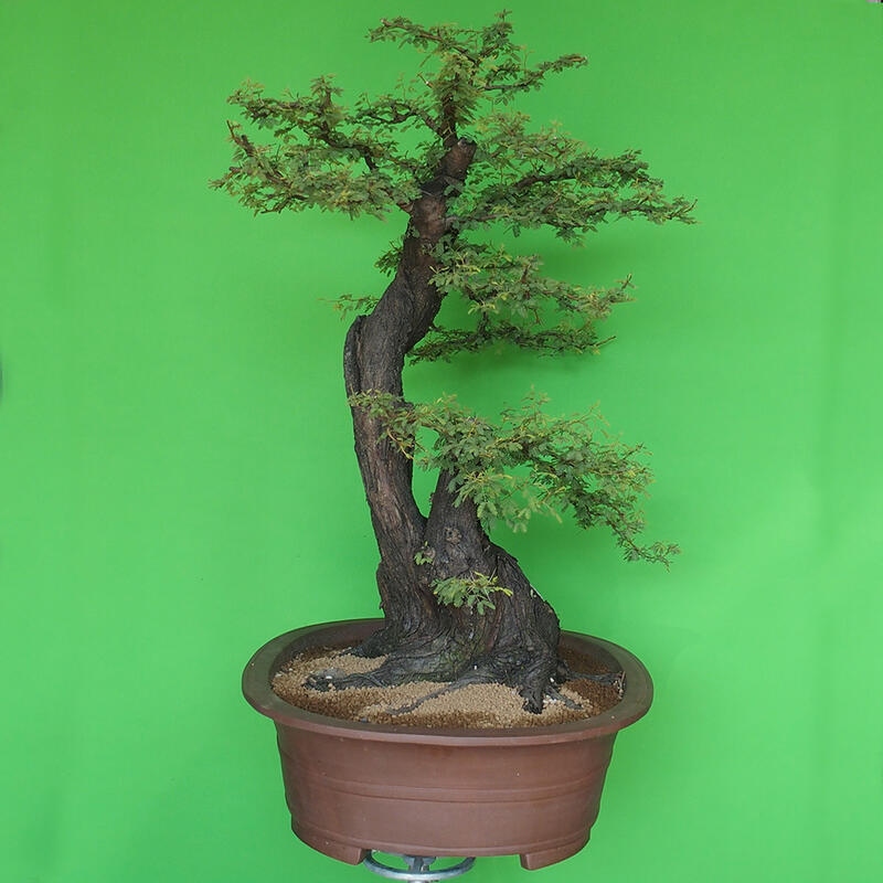 Szobai bonsai - Acacias Arabica