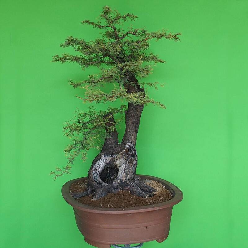 Szobai bonsai - Acacias Arabica