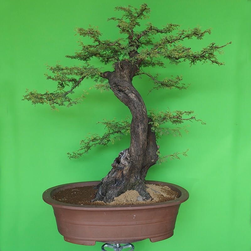 Szobai bonsai - Acacias Arabica