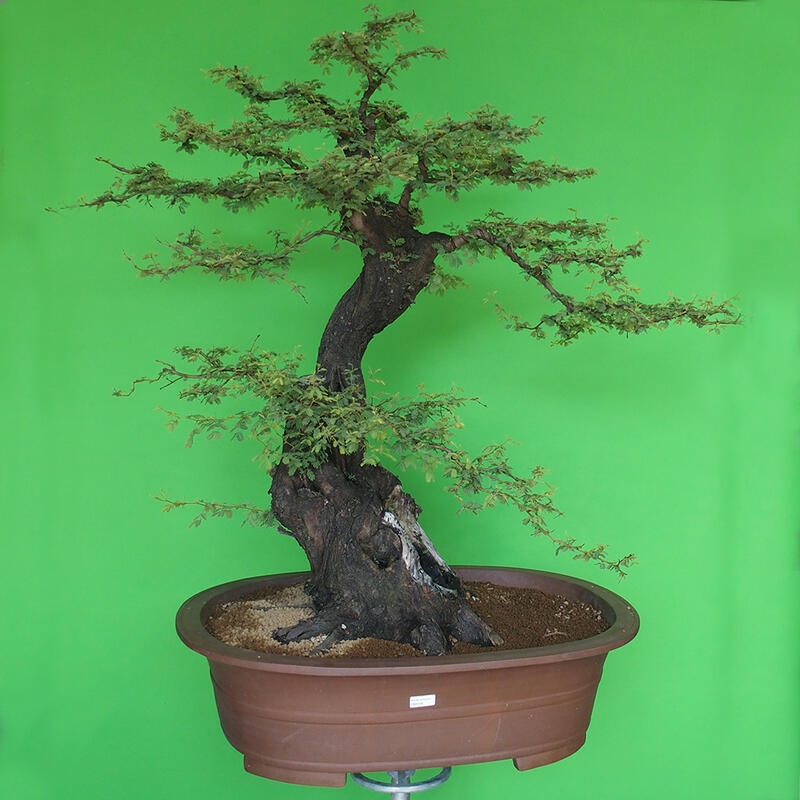 Szobai bonsai - Acacias Arabica