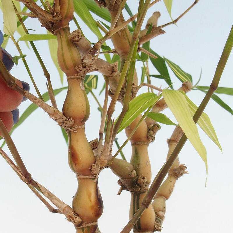 Szoba bonsai - Bambusz budha - Bambusz budha hasa