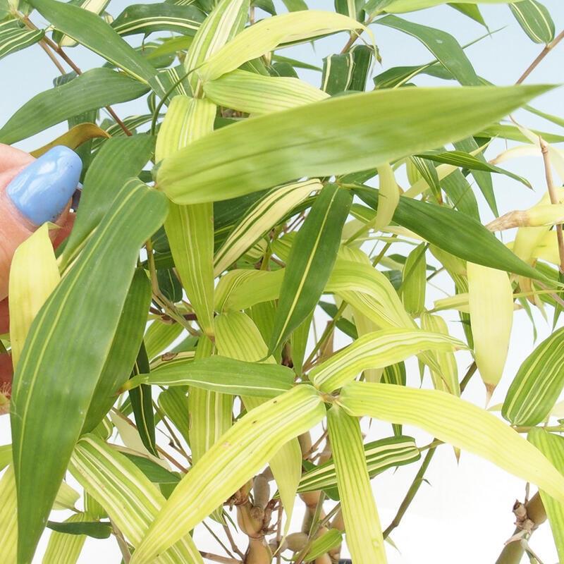 Szoba bonsai - Bambusz budha - Bambusz budha hasa