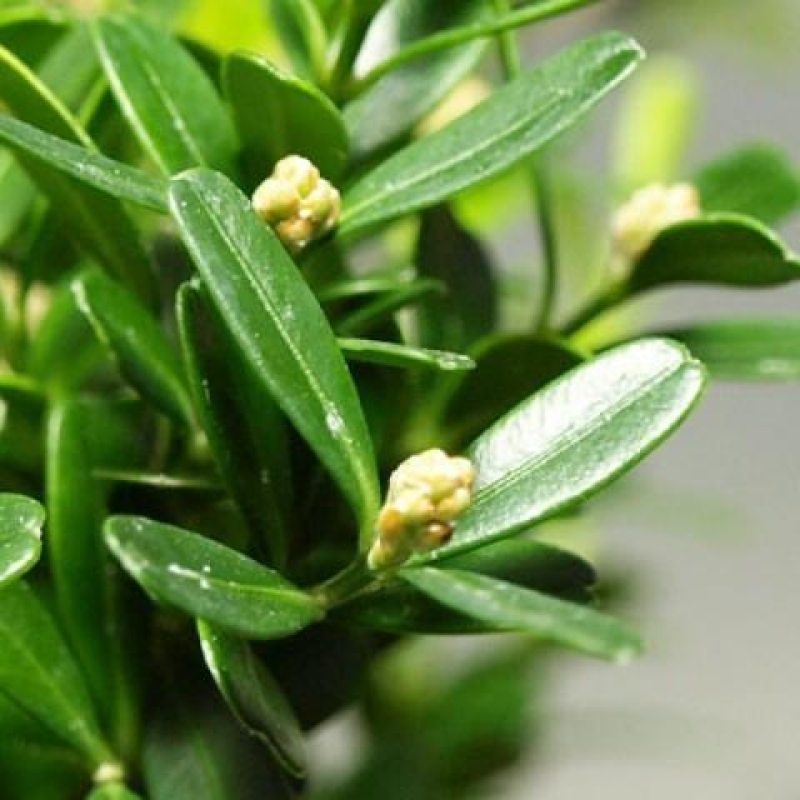 Szobai bonsai - Buxus harlandii - parafa buxus