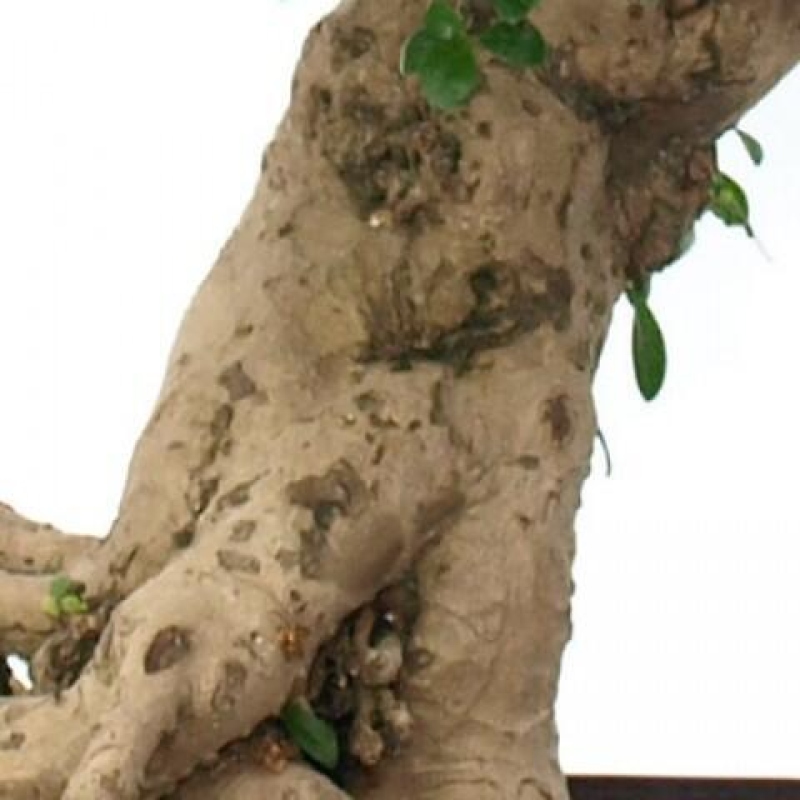 Szobai bonsai - Carmona macrophylla - Tea fuki