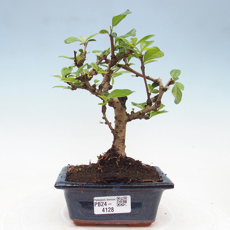 Szobai bonsai - Carmona macrophylla - Tea fuki