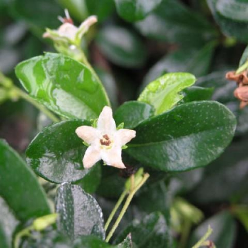 Szobai bonsai - Carmona macrophylla - Tea fuki