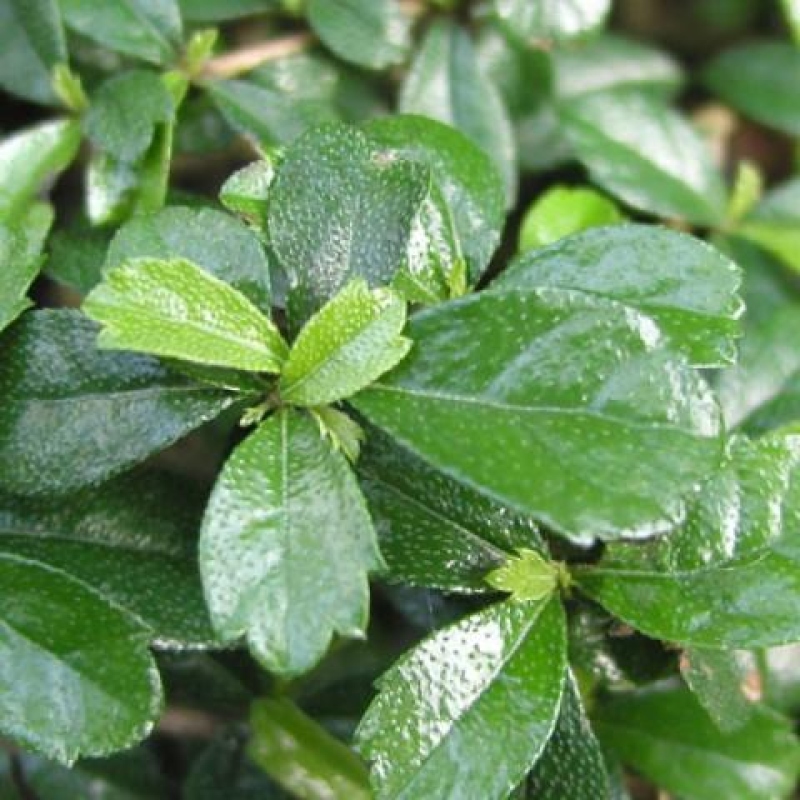 Szobai bonsai - Carmona macrophylla - Tea fuki