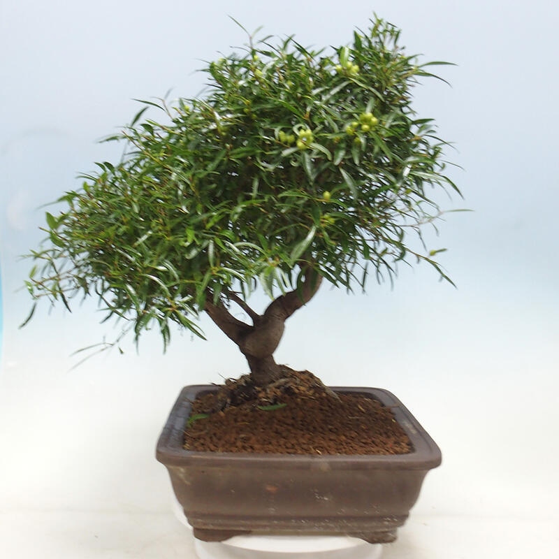Szobai bonsai - Ficus nerifolia - kislevelű fikusz