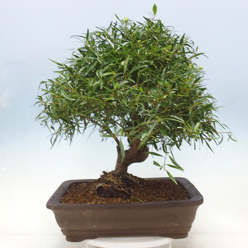 Szobai bonsai - Ficus nerifolia - kislevelű fikusz