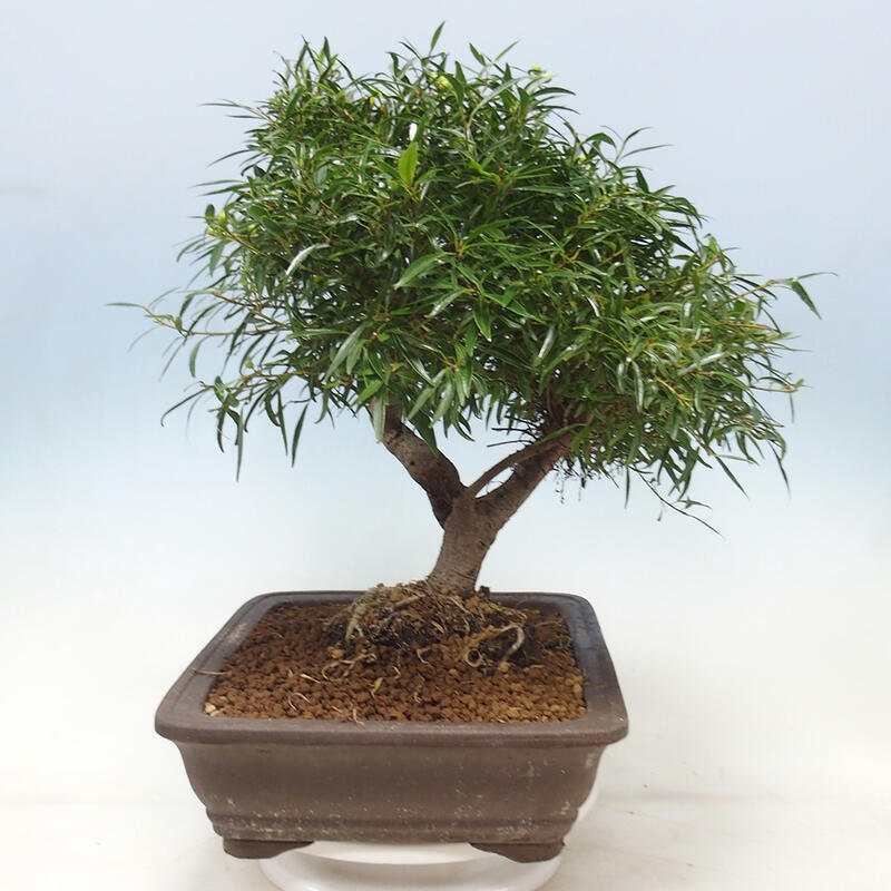 Szobai bonsai - Ficus nerifolia - kislevelű fikusz