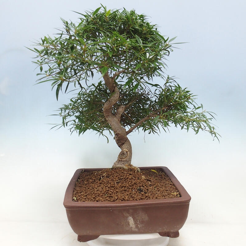 Szobai bonsai - Ficus nerifolia - kislevelű fikusz