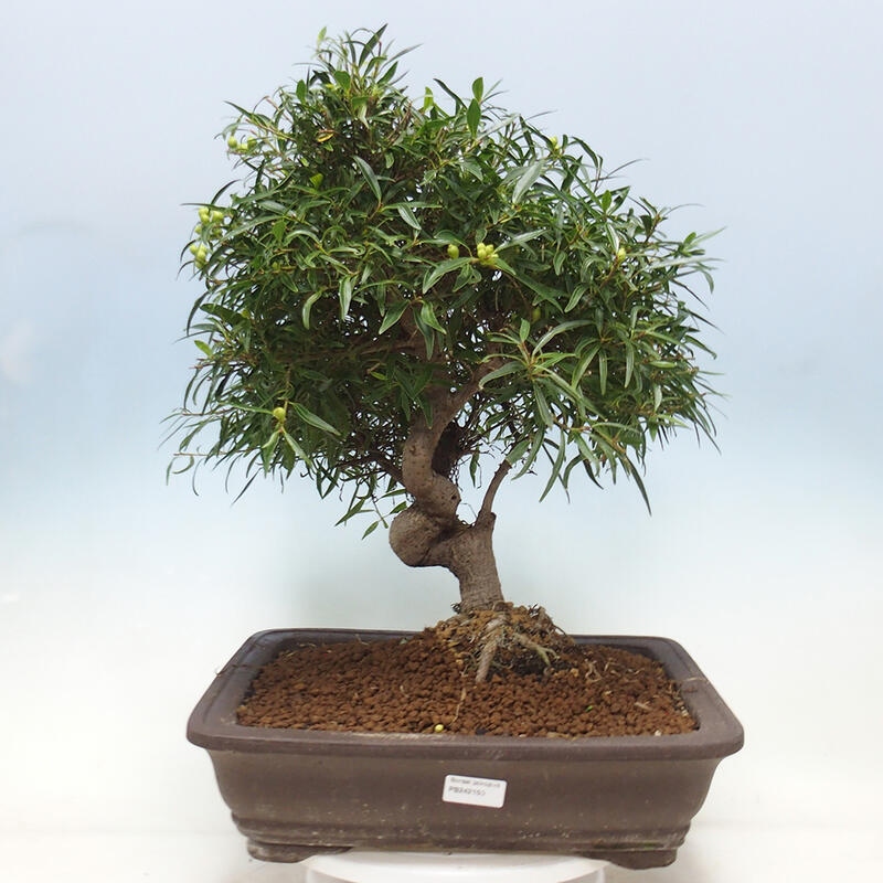 Szobai bonsai - Ficus nerifolia - kislevelű fikusz