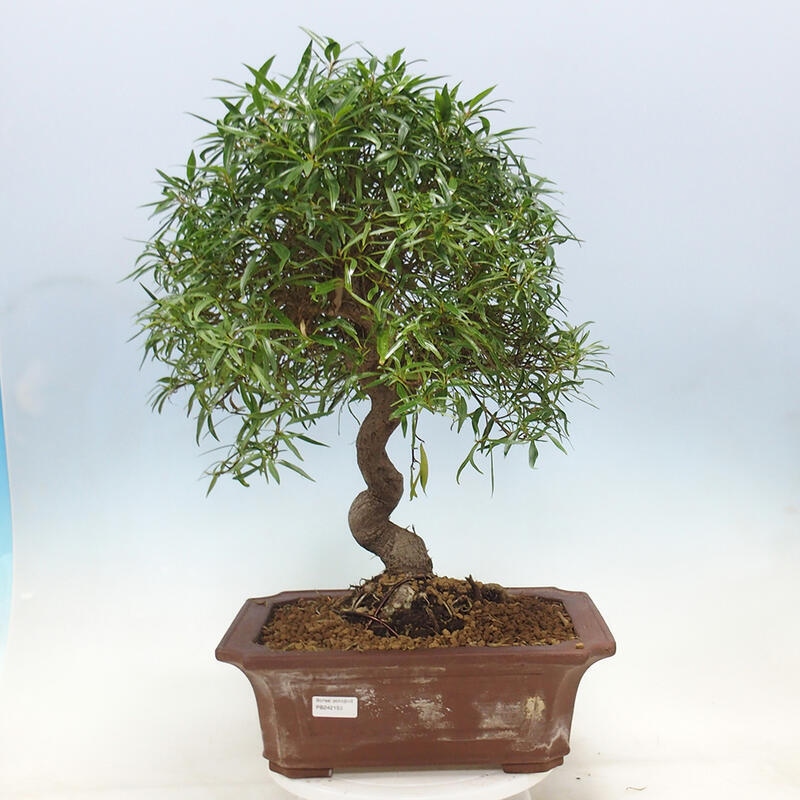 Szobai bonsai - Ficus nerifolia - kislevelű fikusz