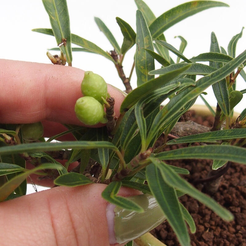 Szobai bonsai - Ficus nerifolia - kislevelű fikusz