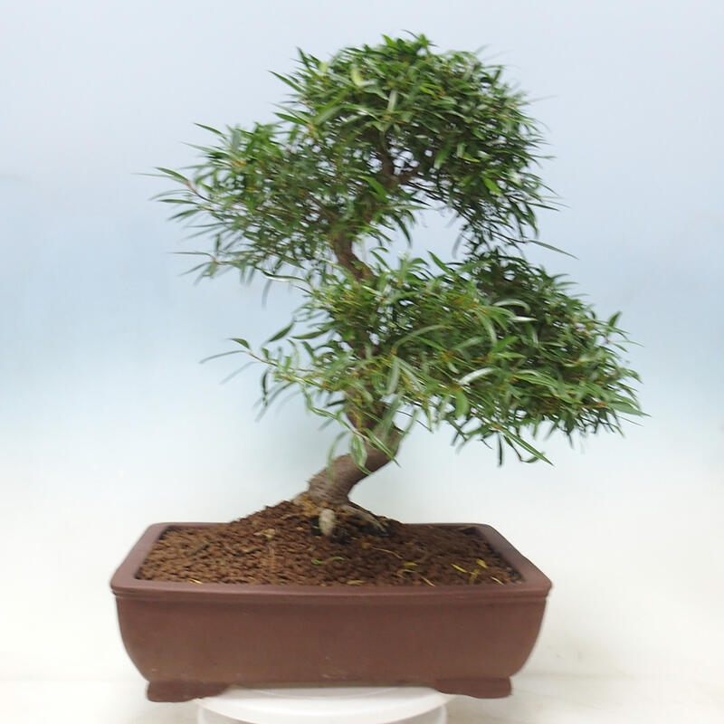 Szobai bonsai - Ficus nerifolia - kislevelű fikusz