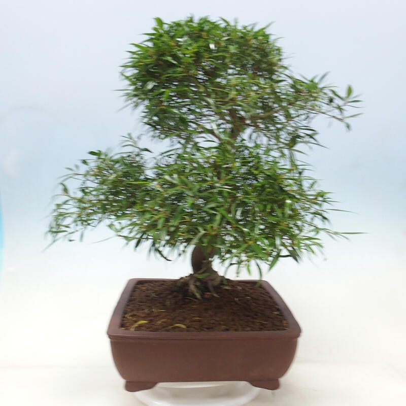 Szobai bonsai - Ficus nerifolia - kislevelű fikusz