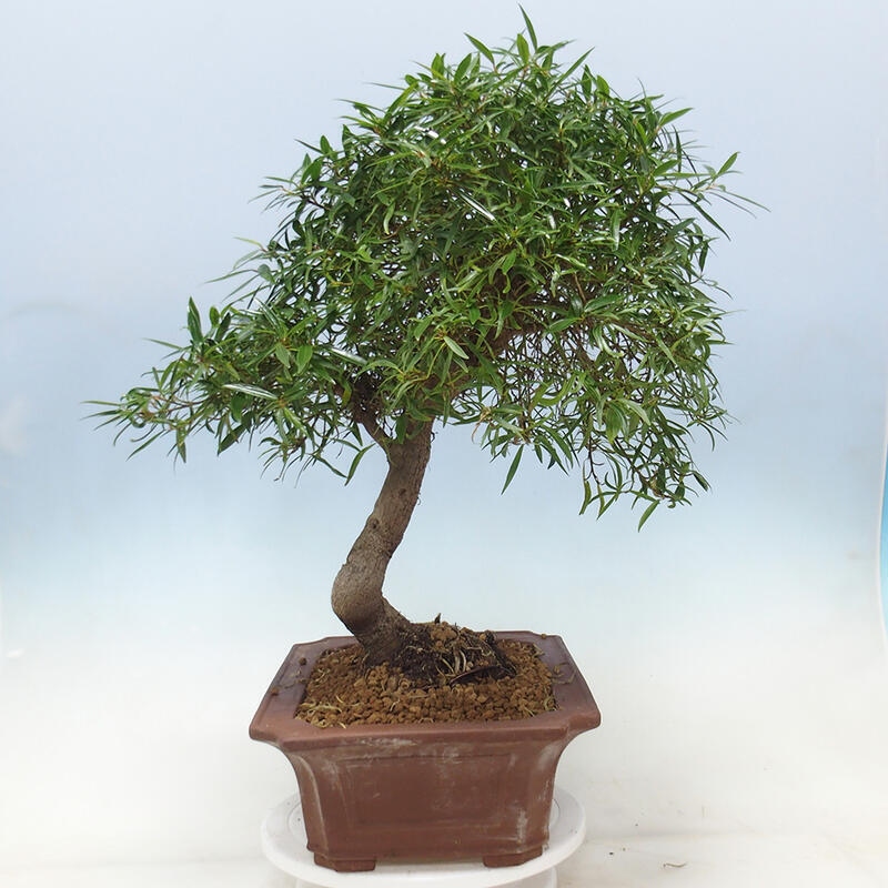 Szobai bonsai - Ficus nerifolia - kislevelű fikusz