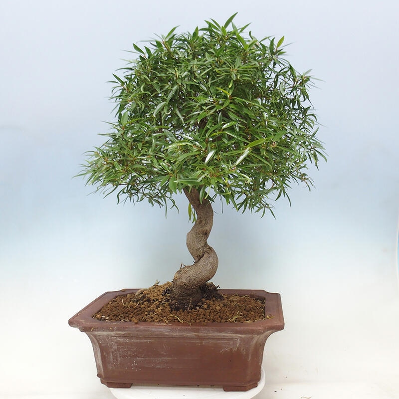 Szobai bonsai - Ficus nerifolia - kislevelű fikusz