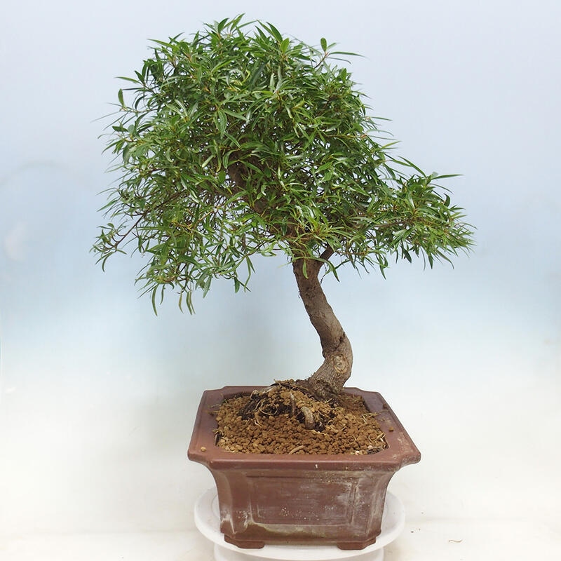 Szobai bonsai - Ficus nerifolia - kislevelű fikusz