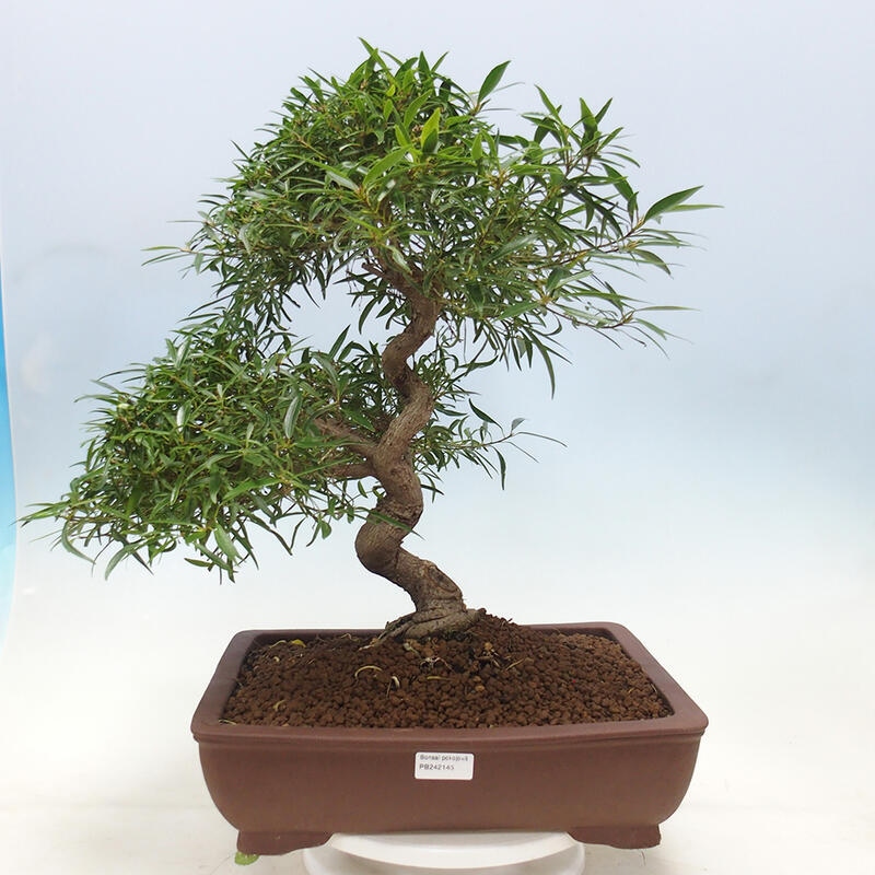 Szobai bonsai - Ficus nerifolia - kislevelű fikusz