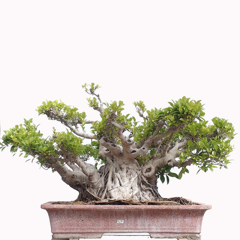 Szobai bonsai - Ficus retusa - kislevelű fikusz