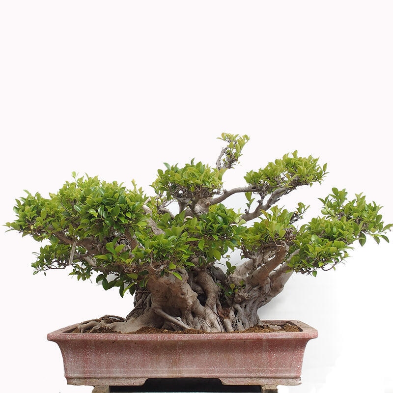 Szobai bonsai - Ficus retusa - kislevelű fikusz