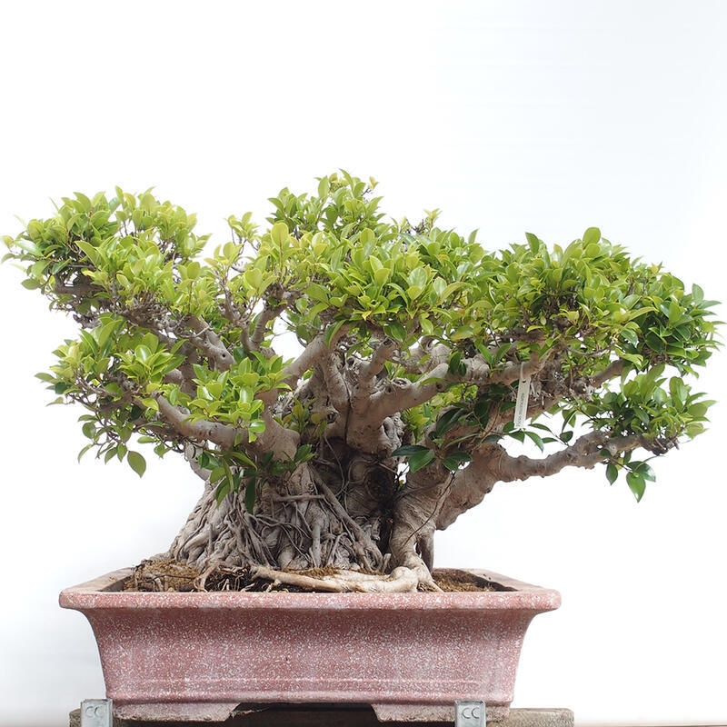 Szobai bonsai - Ficus retusa - kislevelű fikusz