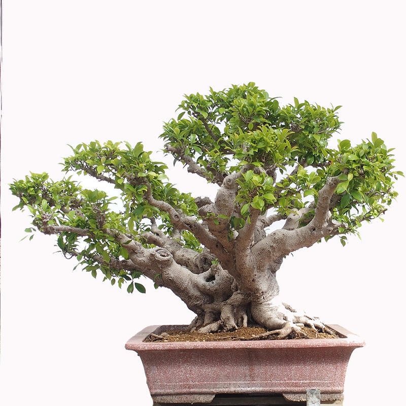 Szobai bonsai - Ficus retusa - kislevelű fikusz