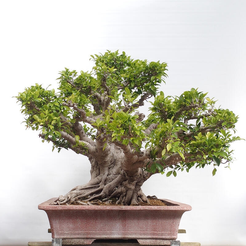 Szobai bonsai - Ficus retusa - kislevelű fikusz