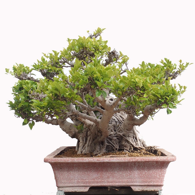 Szobai bonsai - Ficus retusa - kislevelű fikusz