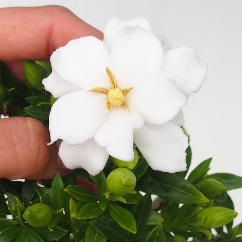 Szobai bonsai - Gardenia jasminoides-Gardenia