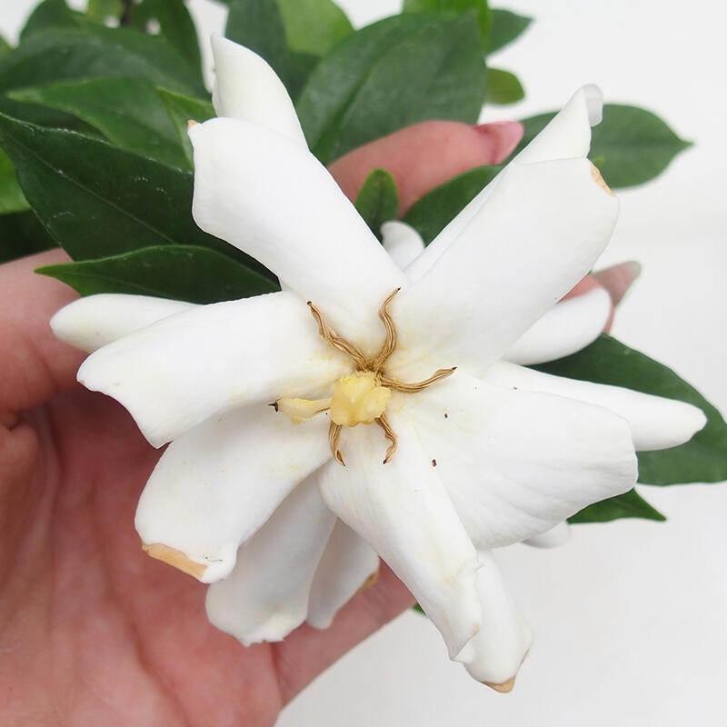 Szobai bonsai - Gardenia jasminoides-Gardenia
