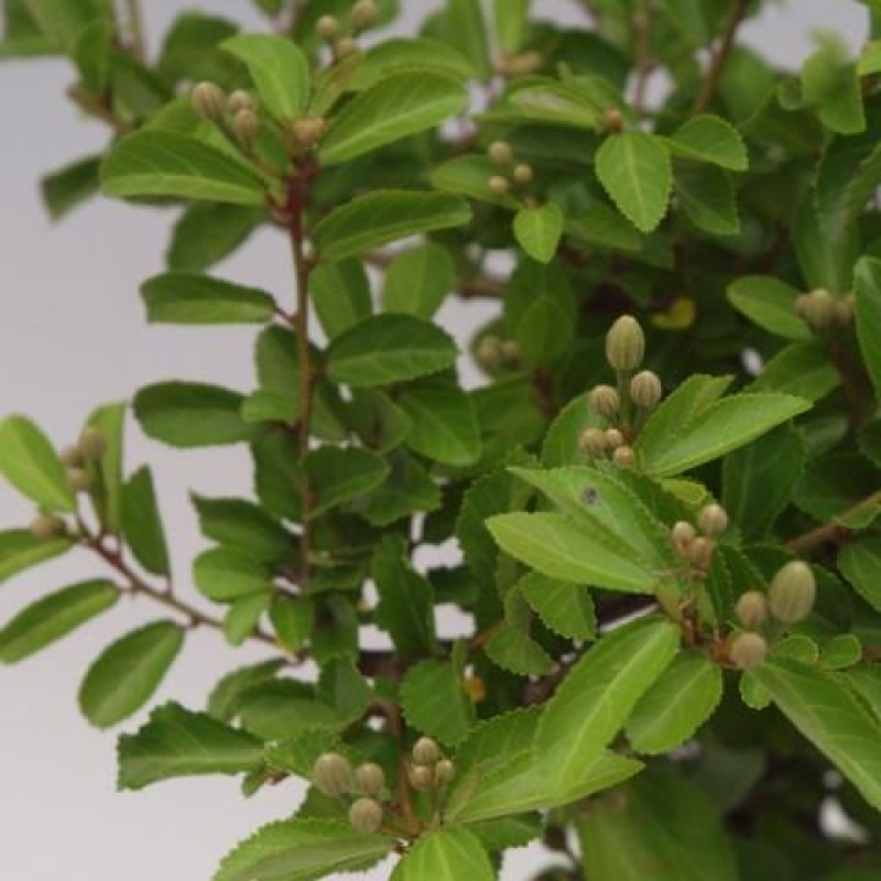 Szobabonsai – Grewia occidentalis – Levendula csillagvirág