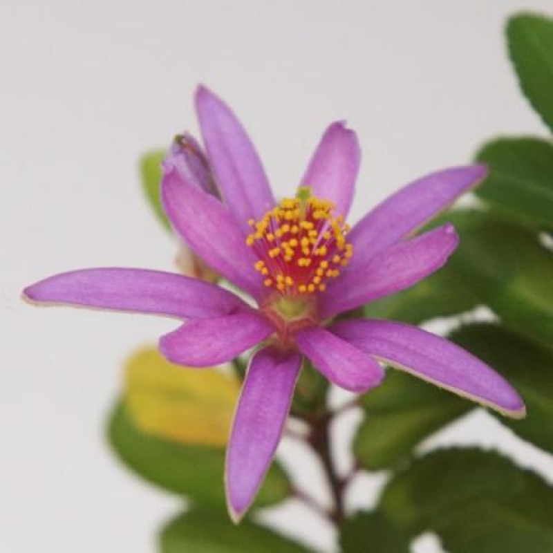 Szobabonsai – Grewia occidentalis – Levendula csillagvirág