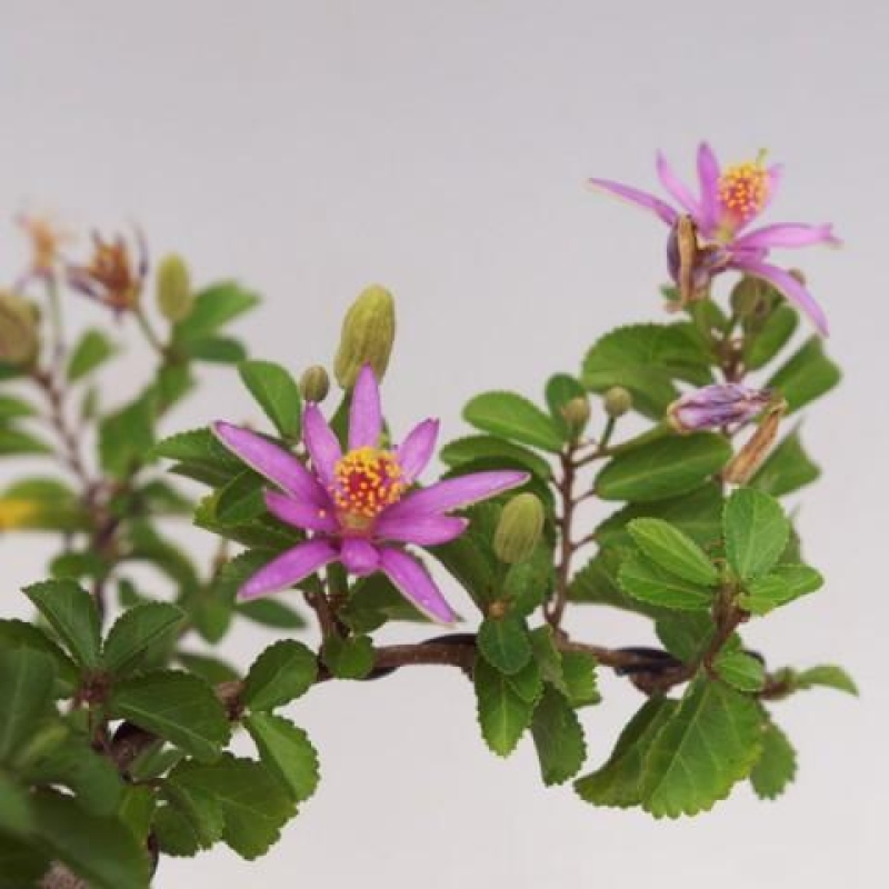 Szobabonsai – Grewia occidentalis – Levendula csillagvirág