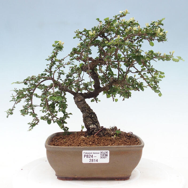 Szobai bonsai - Grewia sp. - Grewia malafolia