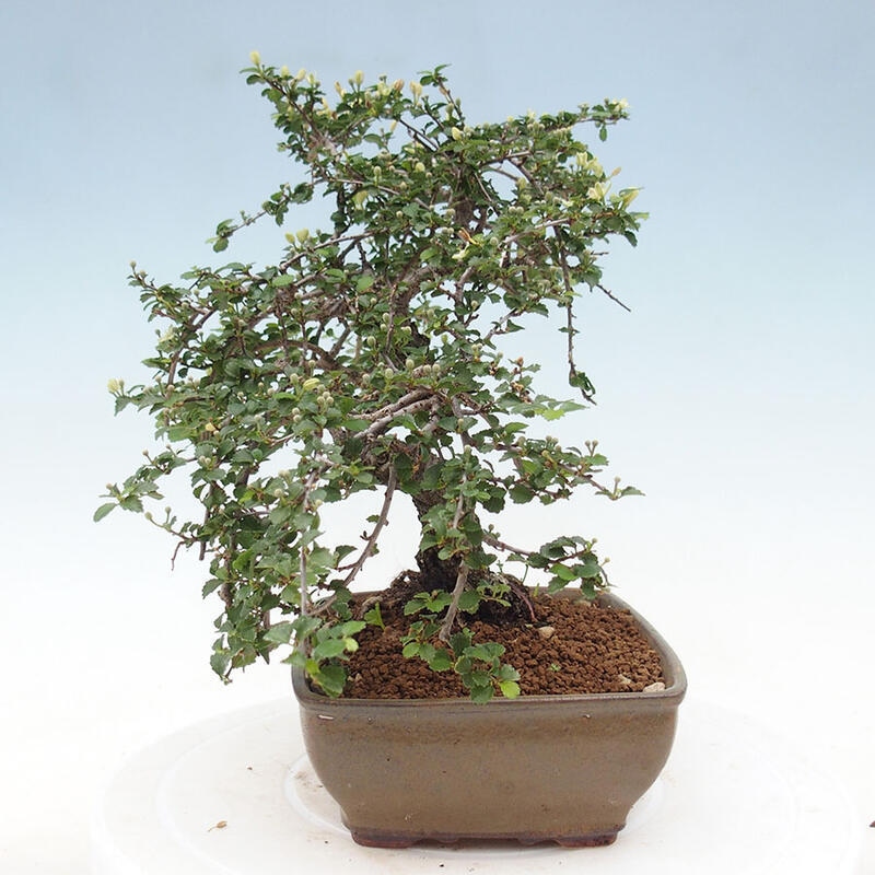 Szobai bonsai - Grewia sp. - Grewia malafolia