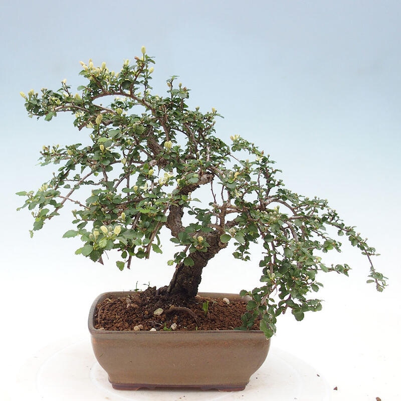 Szobai bonsai - Grewia sp. - Grewia malafolia