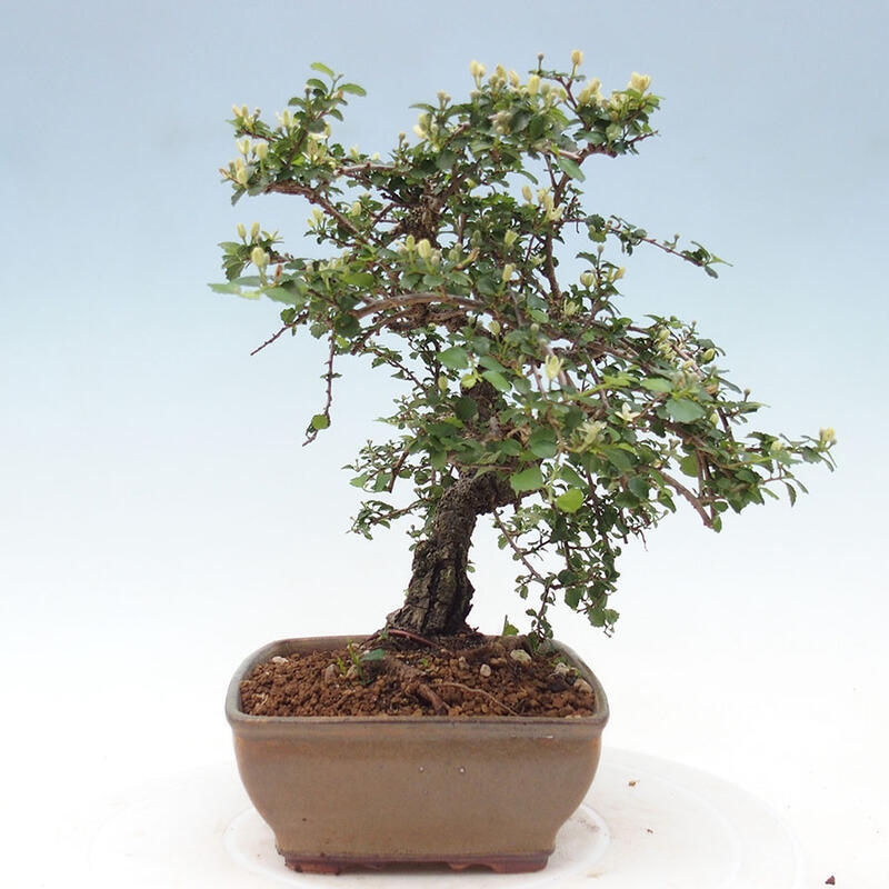Szobai bonsai - Grewia sp. - Grewia malafolia