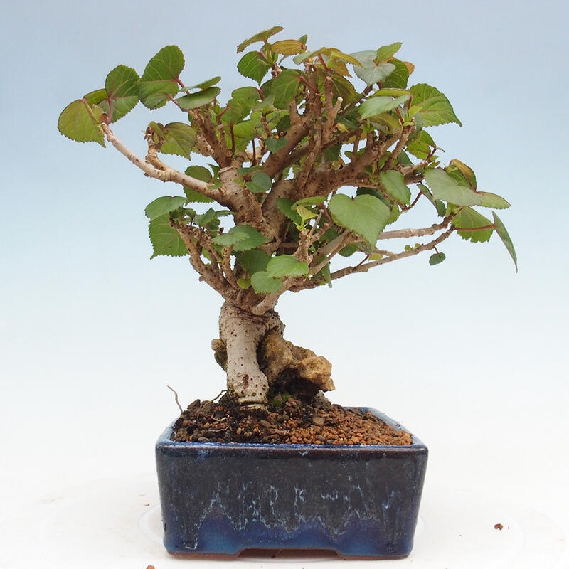 Beltéri bonsai - Hibiscus tiliaceus - tengeri hibiszkusz