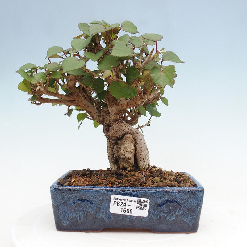 Beltéri bonsai - Hibiscus tiliaceus - tengeri hibiszkusz