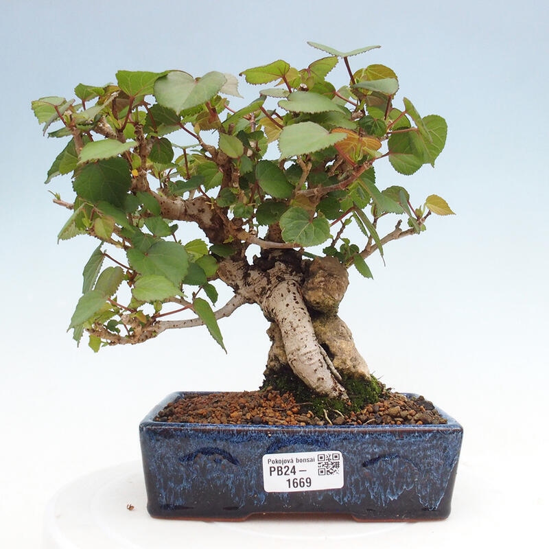 Beltéri bonsai - Hibiscus tiliaceus - tengeri hibiszkusz