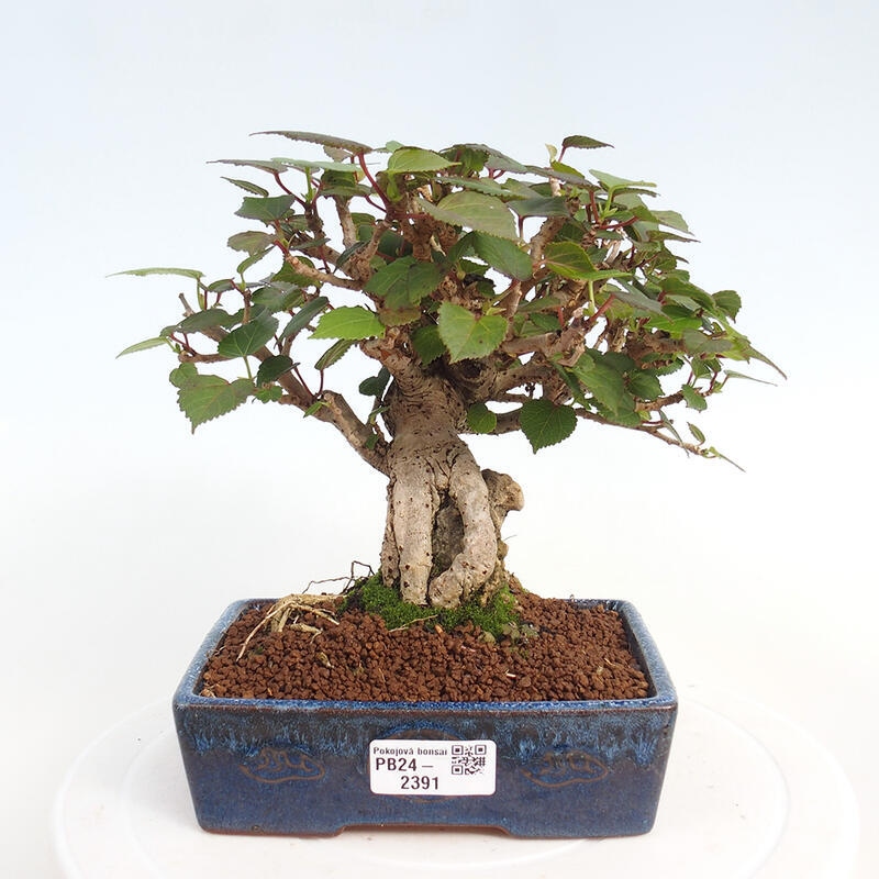 Beltéri bonsai - Hibiscus tiliaceus - tengeri hibiszkusz