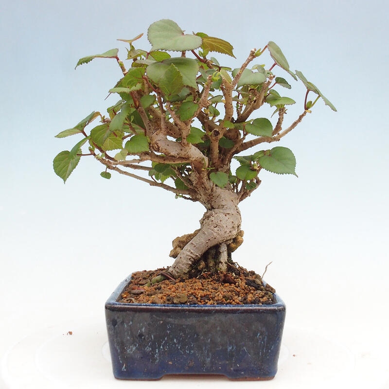Beltéri bonsai - Hibiscus tiliaceus - tengeri hibiszkusz