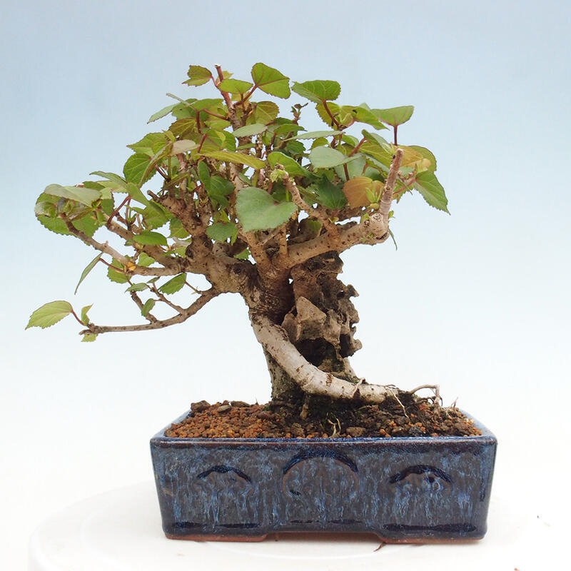 Beltéri bonsai - Hibiscus tiliaceus - tengeri hibiszkusz