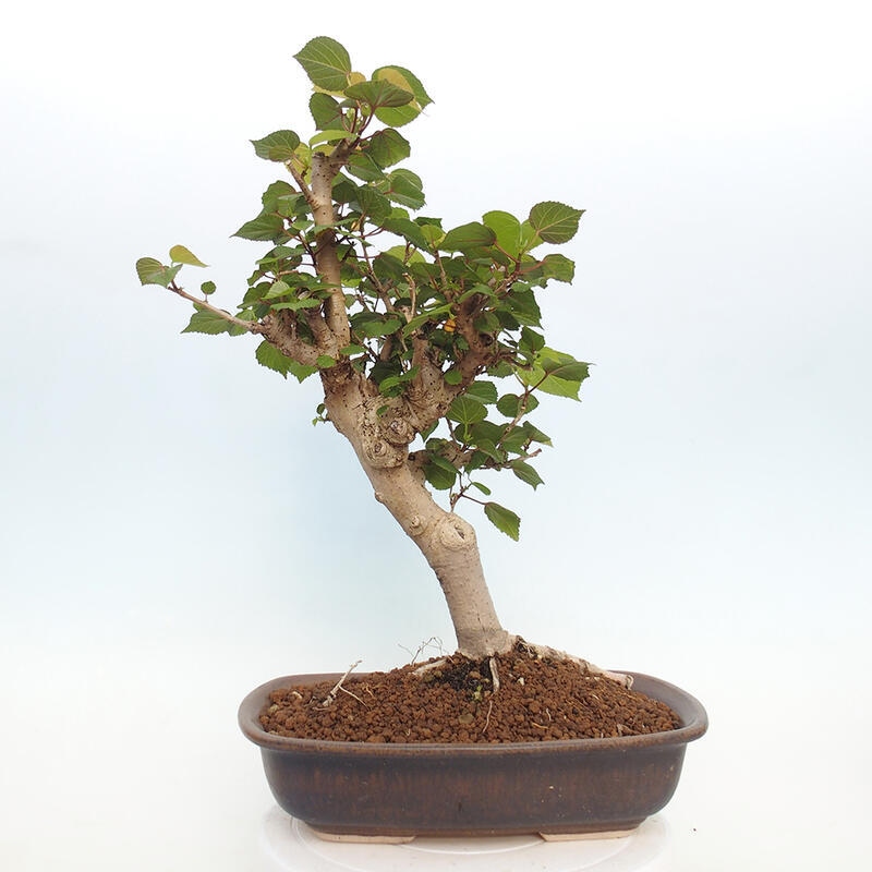 Beltéri bonsai - Hibiscus tiliaceus - tengeri hibiszkusz