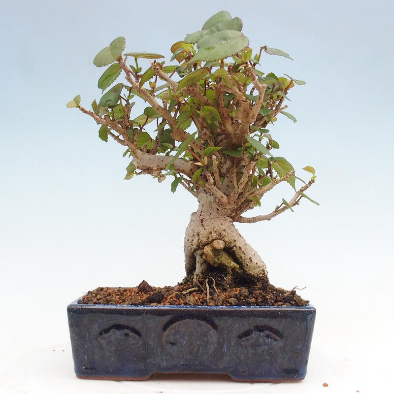 Beltéri bonsai - Hibiscus tiliaceus - tengeri hibiszkusz