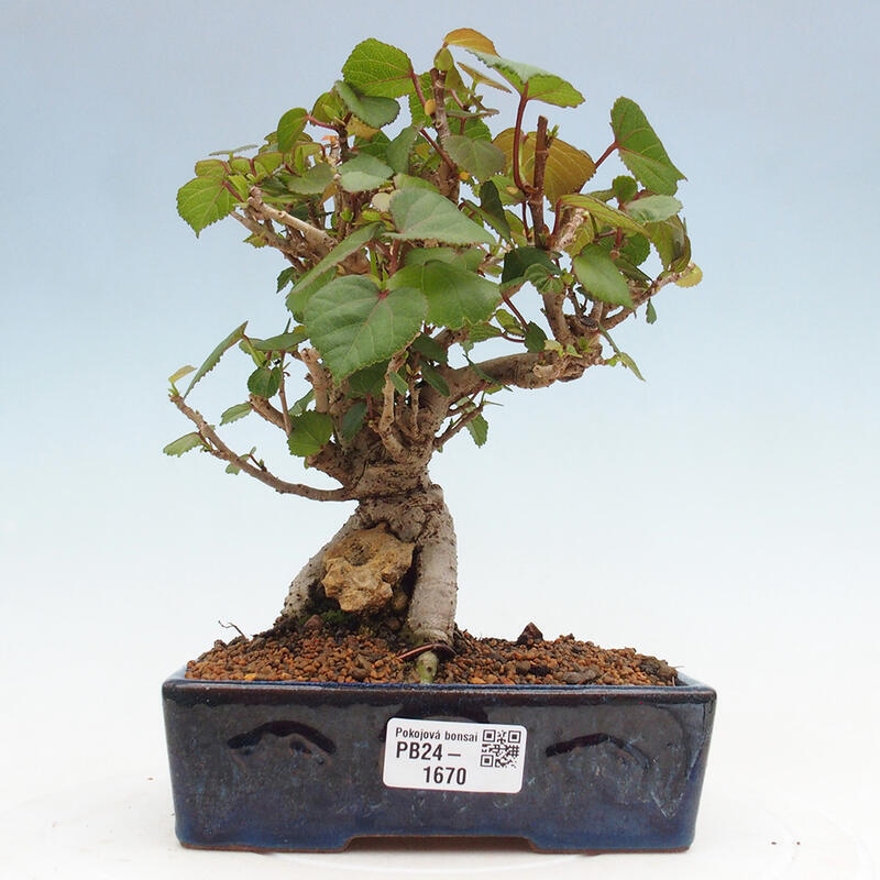 Beltéri bonsai - Hibiscus tiliaceus - tengeri hibiszkusz